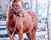 champion-canadian-quarter-horse