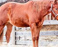 barrel-canadian-quarter-horse