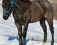 all-around-quarter-horse