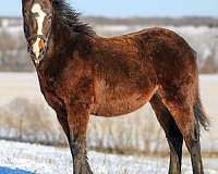 bay-gypsy-vanner-pony-filly-stallion