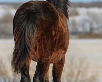 blue-roan-gypsy-vanner-pony-filly-stallion