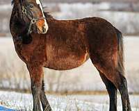 triple-registered-gypsy-vanner-pony