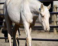 pole-filly-broodmare