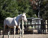 palomino-twhbea-filly-broodmare