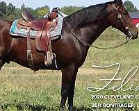 bay-cleveland-gelding