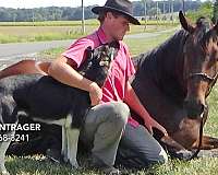 16-hand-cleveland-bay-gelding