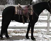 athletic-friesian-horse