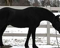 beginner-friesian-horse