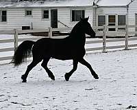 cross-friesian-horse