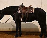 dressage-friesian-horse