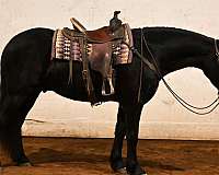 flashy-friesian-horse