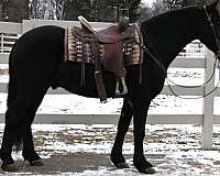 kid-safe-friesian-horse