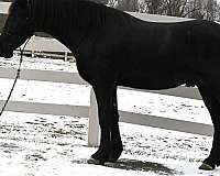 parade-friesian-horse