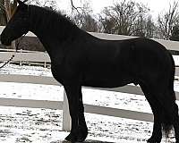 performance-friesian-horse