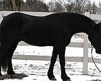 ridden-western-friesian-horse