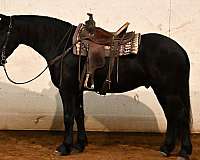 show-friesian-horse