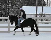 black-friesian-gelding