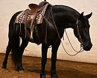 trail-riding-friesian-horse