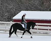 youth-friesian-horse