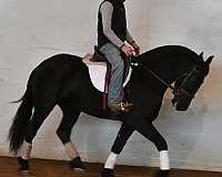 ridden-english-friesian-horse