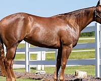 athletic-quarter-horse