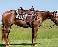 breeding-quarter-horse