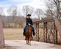 calf-roping-quarter-horse