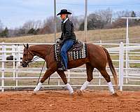 husband-safe-quarter-horse