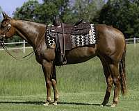 performance-quarter-horse