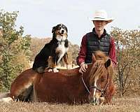 performance-gypsy-vanner-pony