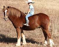 beginner-gypsy-vanner-pony