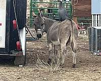 donkey-for-sale