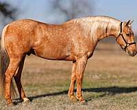 athletic-quarter-horse