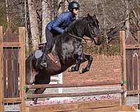 dressage-quarter-horse