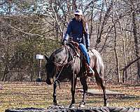 eventing-quarter-horse