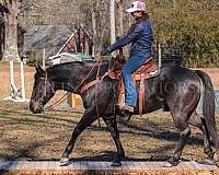 husband-safe-quarter-horse