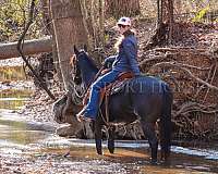 jumping-quarter-horse