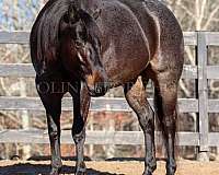 ranch-versatility-quarter-horse