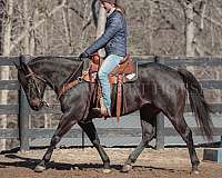 ranch-work-quarter-horse