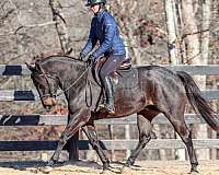 ridden-english-quarter-horse