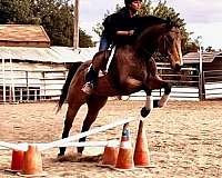 all-around-prospect-quarter-horse