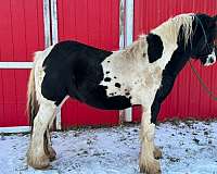 all-around-breeding-gypsy-vanner-horse