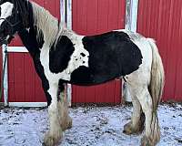 tobiano-gypsy-vanner-stallion