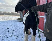 tobiano-all-around-breeding-horse