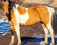 beginner-draft-horse