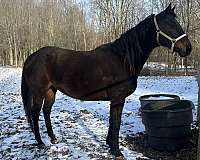 athletic-thoroughbred-horse