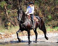 all-around-friesian-horse