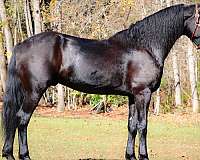 athletic-friesian-horse