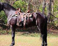 beginner-friesian-horse