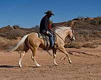 husband-safe-quarter-horse